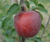 Photo of Enterprise apple