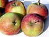 Photo of Feltham Beauty apple