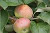 Photo of Irish Peach apple