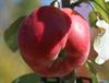 Photo of Opalescent apple