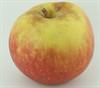 Photo of Jubilee apple