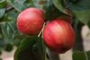 Photo of Broxwood Foxwhelp apple