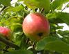 Photo of Melrose apple