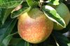 Photo of American Summer Pearmain apple