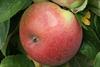 Photo of Aroma apple