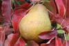 Photo of Autumn Nelis pear