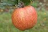 Photo of Bardsey apple