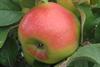 Photo of Boiken apple