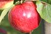 Photo of Britemac apple