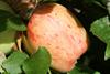 Photo of Chenango Strawberry apple