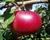 Photo of Devonshire Quarrenden apple