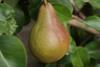 Photo of Durondeau pear