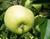 Photo of Earligold apple