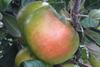 Photo of Edward VII apple