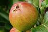 Photo of Epicure apple