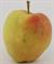 Photo of Esopus Spitzenburg apple