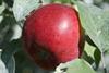 Photo of Fortune apple