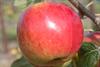 Photo of Laxton's Fortune apple