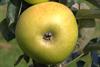 Photo of Galloway Pippin apple