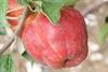 Photo of Gladstone apple