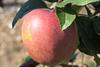 Photo of Gloster apple