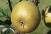 Photo of Golden Harvey apple