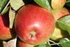 Photo of Haralson apple