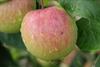 Photo of Herefordshire Redstreak apple