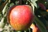 Photo of Honey Pippin apple