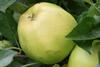 Photo of Honeygold apple