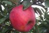 Photo of Jonalicious apple