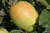 Photo of Kandil Sinap apple