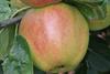 Photo of King David apple
