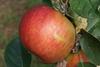 Photo of King's Acre Pippin apple