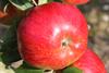 Photo of Lakeland apple