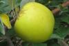 Photo of Malinda apple