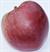 Photo of McIntosh apple