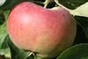 Photo of Ontario apple
