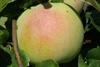 Photo of Peasgood's Nonsuch apple
