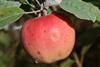 Photo of Pink Pearl apple
