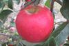 Photo of Pixie Crunch™ apple