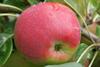 Photo of Quinte apple