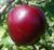 Photo of Red June apple