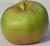Photo of Rhode Island Greening apple