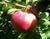 Photo of Strawberry Parfait apple