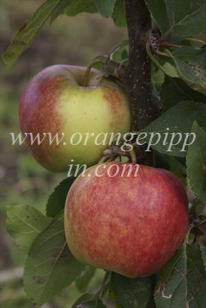 Rajka apples on a 2-year old tree (M27 rootstock)