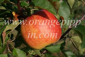 Rajka apple ripening on 3 year old M9 tree