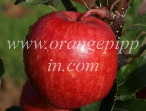 A tree-ripened Gala apple, note the shape, reminiscent of Golden Delicious