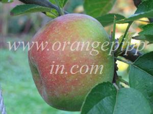Court Pendu Plat on a 10 year old espalier tree, M26 rootstock