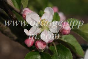 instal the new version for apple Topaz Photo AI 1.4.2